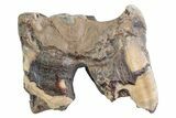 Fossil Woolly Rhino (Coelodonta) Tooth - Siberia #370966-1